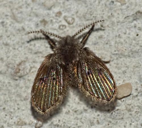 Clogmia albipunctata